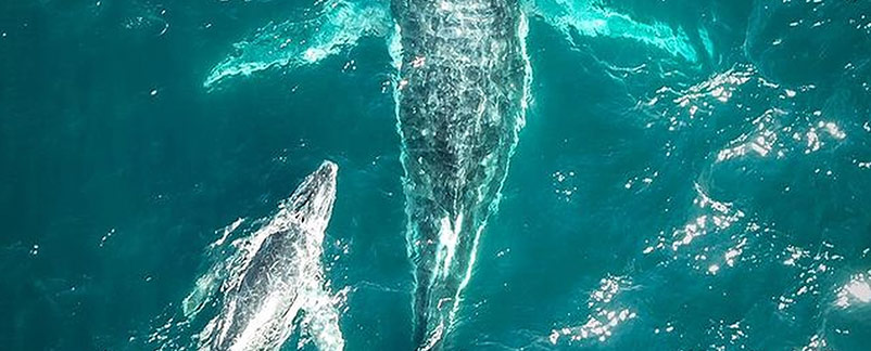 tour avistamiento de ballenas hard rock hotel vallarta