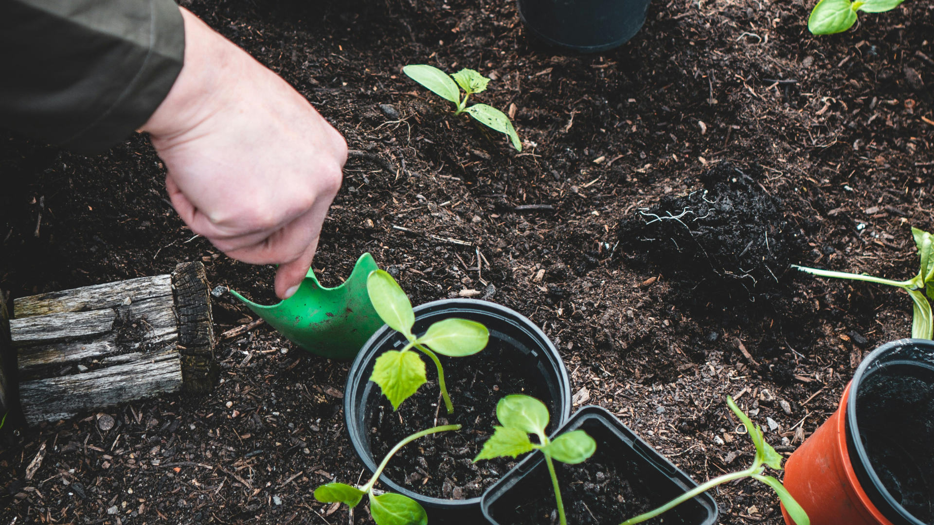 Man planting