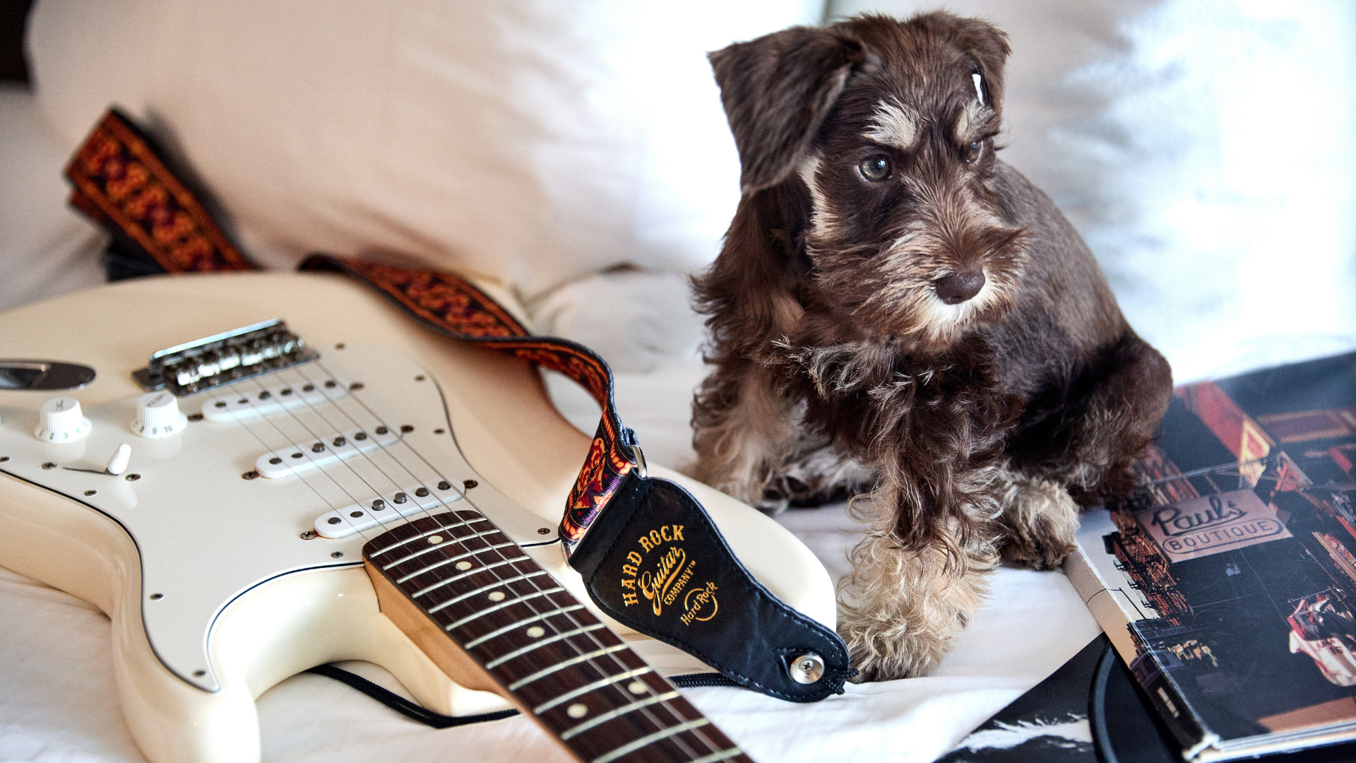 Dog on a Hard Rock Hotel Bed